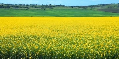 Koznitsa